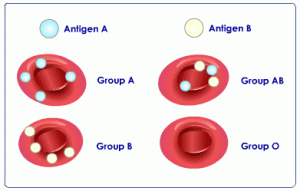 origins of a blood type