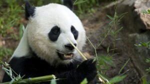 May 3, 2011: National Zoo female giant panda Mei Xiang.