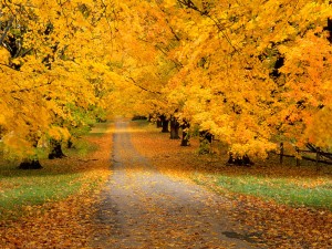 autumn-leaves-yellow