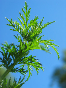 Artemisia annua, plant